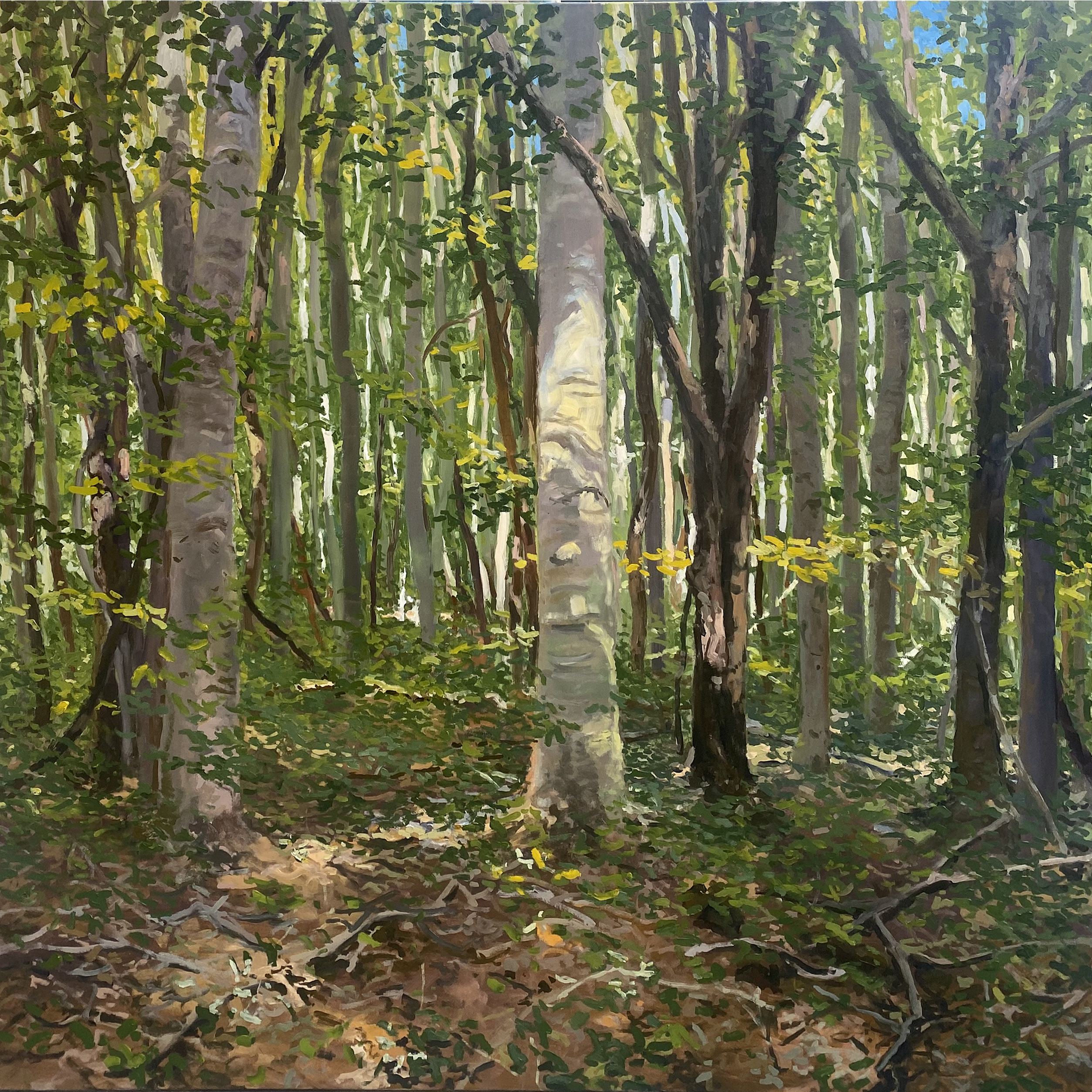 WARREN WOODS PLEIN AIR, oil on canvas, 48 x 48 inches