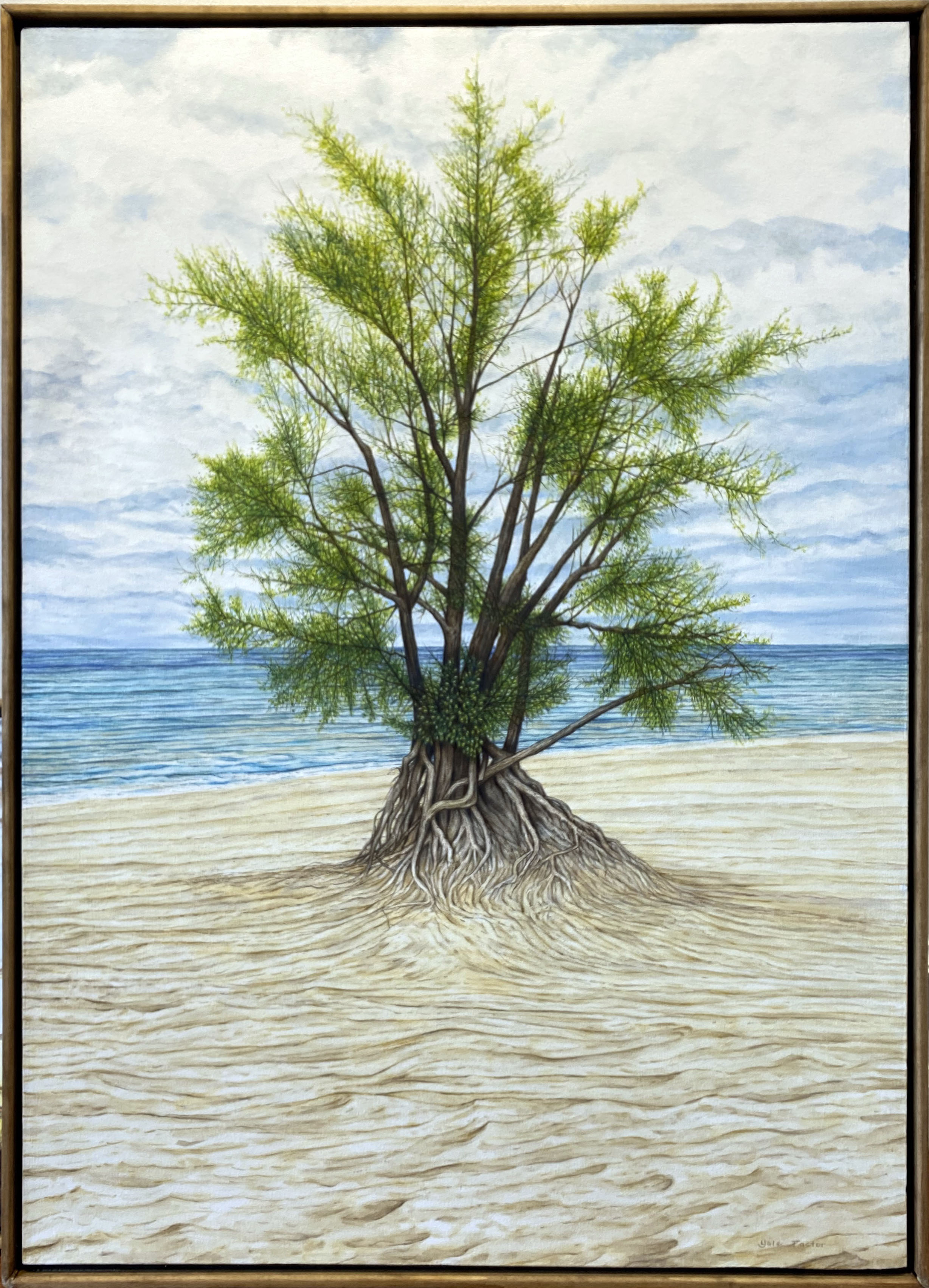 WARREN DUNES SENTINEL TREE,  oil on canvas, 41 x 29 in