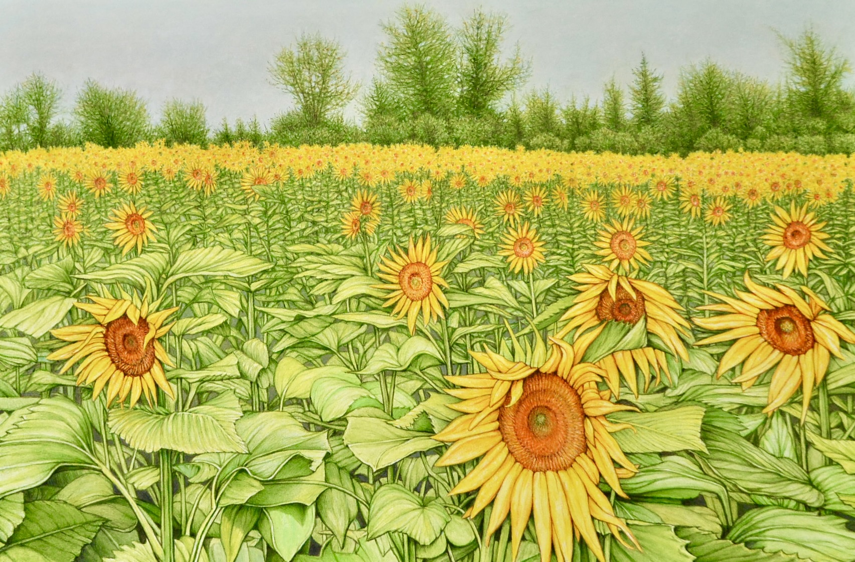 SUNFLOWERS 4, 24 x 36 inches, oil on canvas,