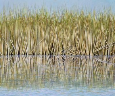 REEDS 9, 22 x 24 inches, oil on canvas